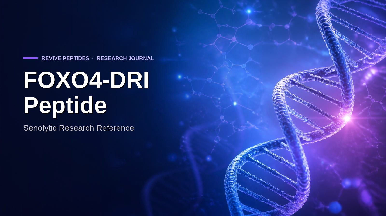 FOXO4-DRI Peptide: Senolytic Research Reference